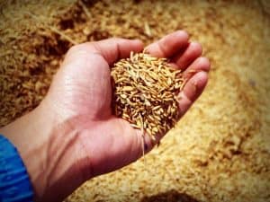 Food Ingredients Cereals συστατικά τροφίμων