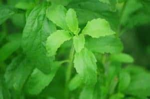 food ingredients sweeteners PETRA INTERNATIONAL 1 συστατικά τροφίμων
